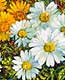 blumenschtrauss