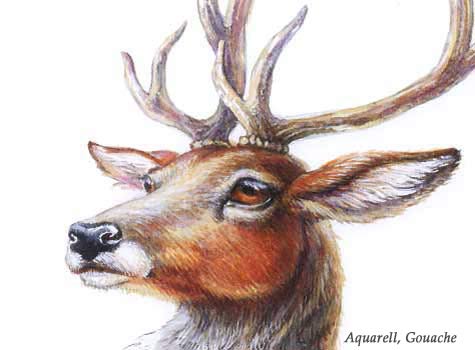 hirsch
